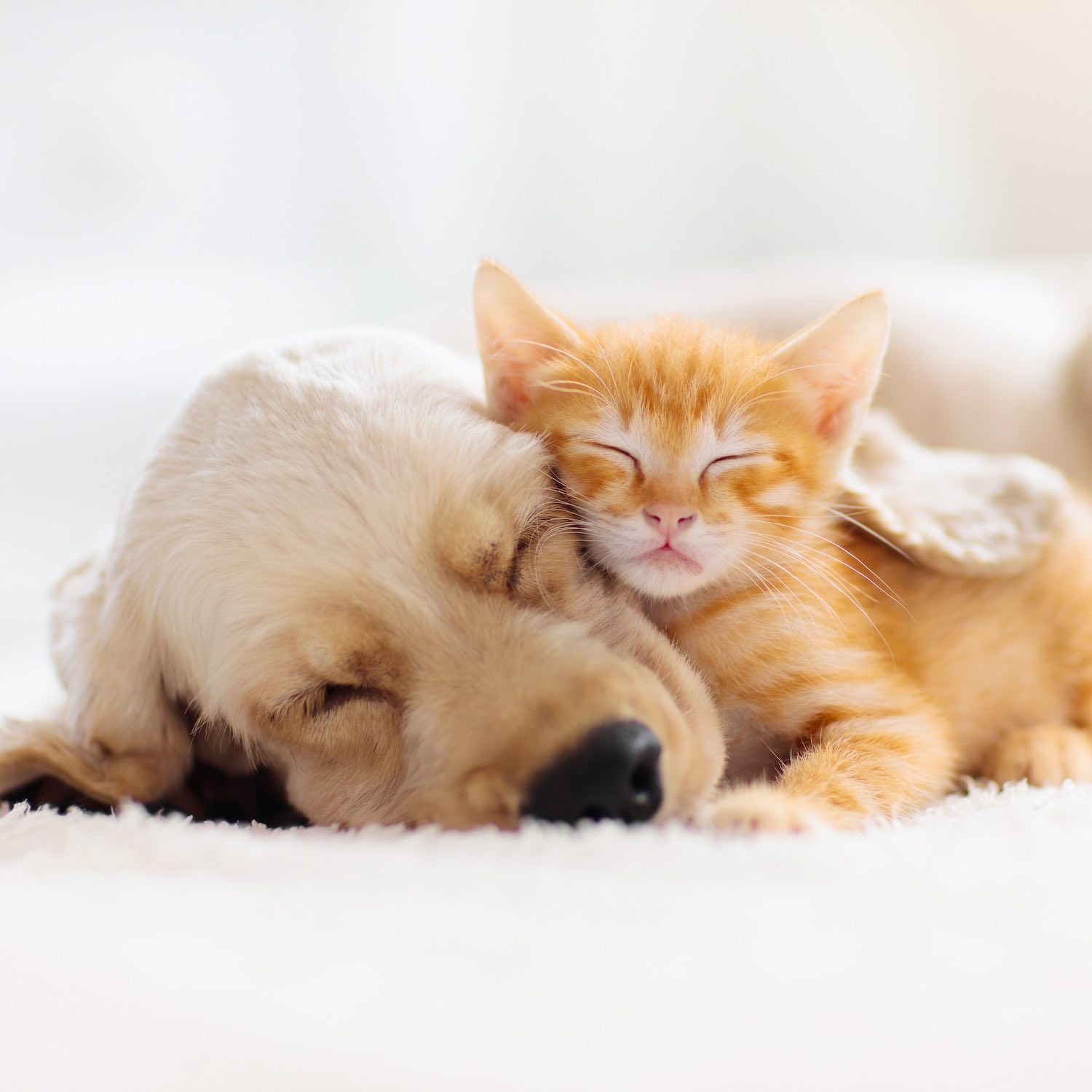 produits-veterinaires-pharmacie-des-3-rivieres-Mareuil-sur-Lay-Dissais